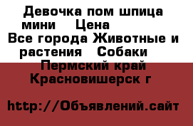 Девочка пом шпица мини  › Цена ­ 30 000 - Все города Животные и растения » Собаки   . Пермский край,Красновишерск г.